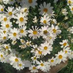 IMG-20230515-WA0040