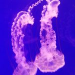 IMG-20250717-WA0098