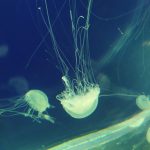 IMG-20250717-WA0108