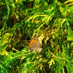 IMG-20250721-WA0663